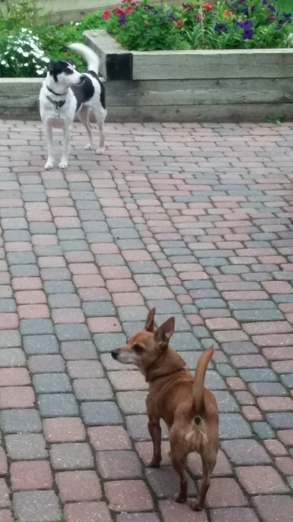 Time to go walkies.jpg