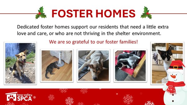 VolunteerReception-Fosters