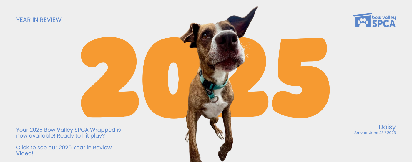 Website banner for 2025 Wrapped Video Link (1400 x 550 px)