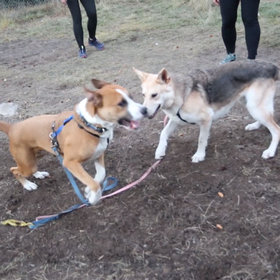 Winston and Nikki