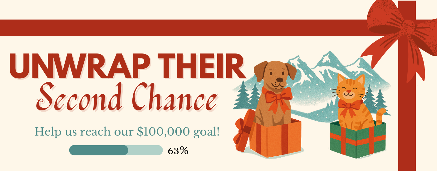 Winter Campaign - 2025 - Unwrap their Second Chance