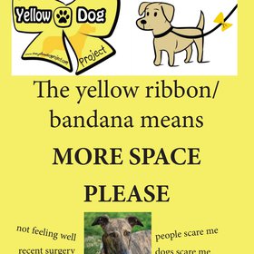 Yellow Dog 6.jpg