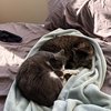 Fava Bean and Max