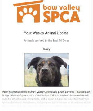 Animal update Email Sample
