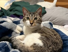 Tilly - 1