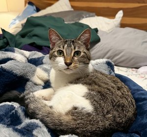 Tilly - 1