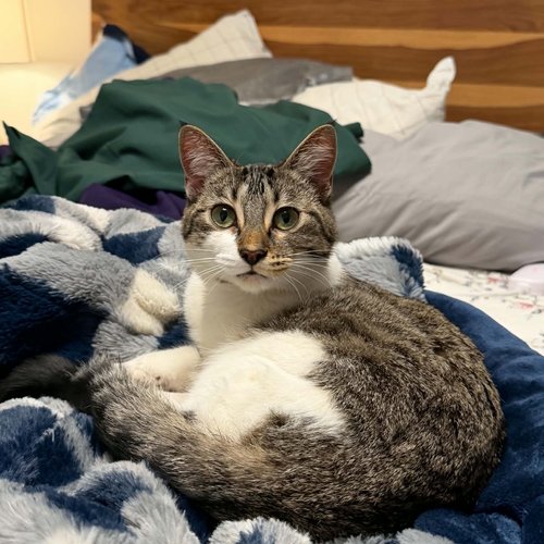 Tilly - 1