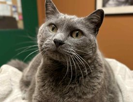 ce46d6be-fa92-4d9c-bd2f-5bf0d0fa2e9e