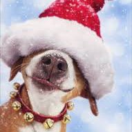 dogchristmas.jpg