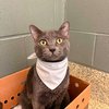 dorian bandana