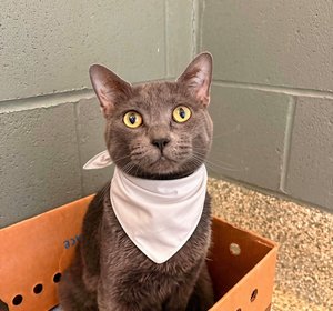 dorian bandana