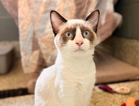 Sultan 1