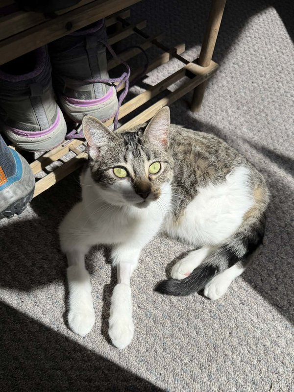 Tilly - Post FIP Treatment