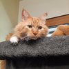 Sir Wally Lionheart - 2