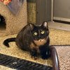 Pickles - 2