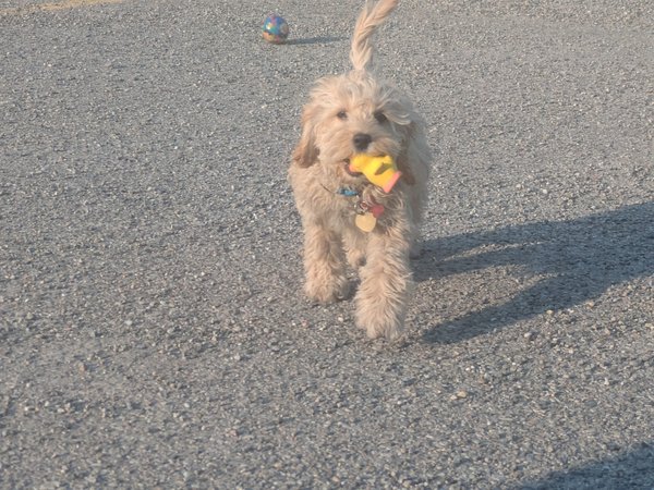 Puppy Playgroup - 02