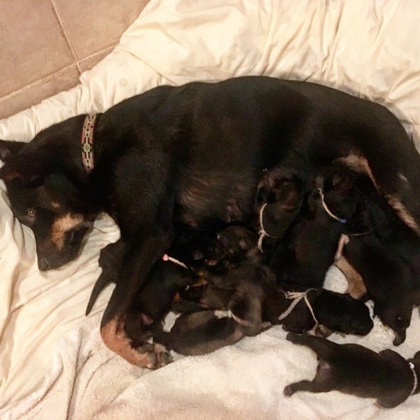 ezra pups.jpg