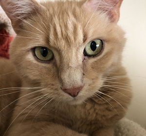 gingerrr.jpg
