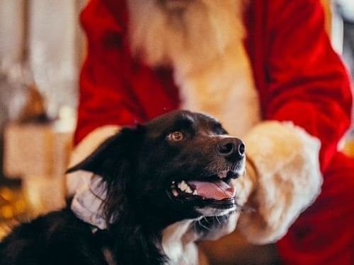 pet-photos-with-santa_standard