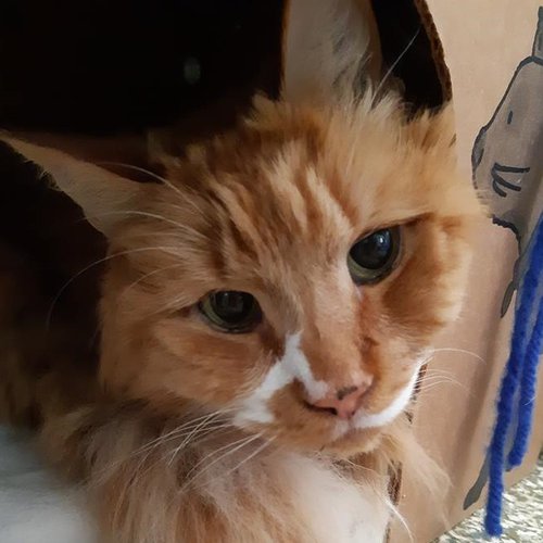 simba