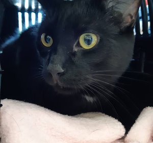 Sylvester