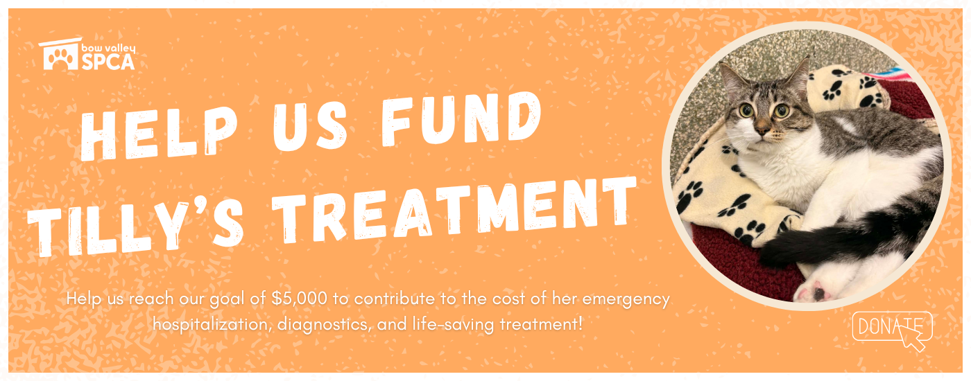 tilly treatmnet banner